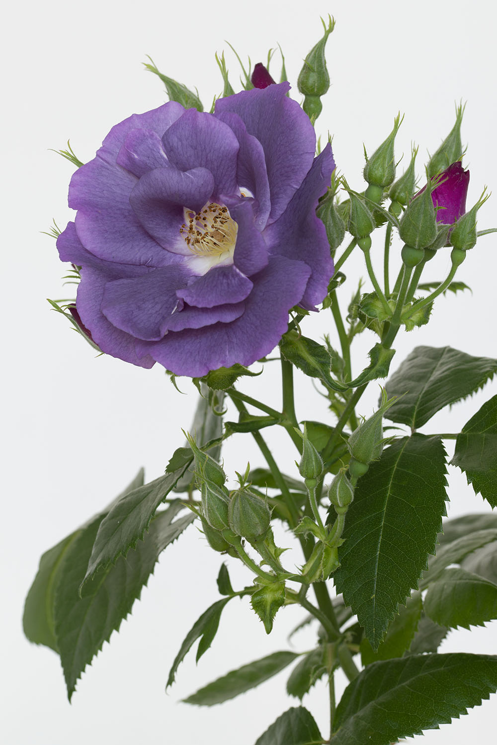 Achat f&ecirc;te de la rose, Jardin de Bagatelle